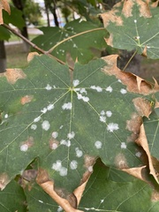 Sawadaea tulasnei