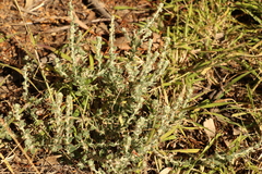 Sclerolaena birchii