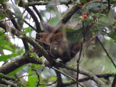 Sciurus pucheranii