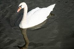 Cygnus olor