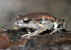 Pseudophryne raveni