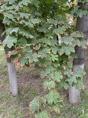 Acer platanoides