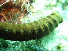 Synaptula reciprocans