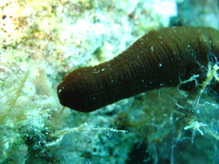 Synaptula reciprocans