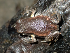 Pseudophryne raveni