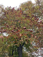 Aesculus hippocastanum