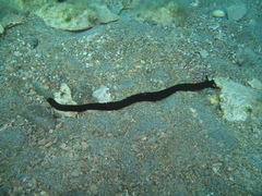 Synaptula reciprocans