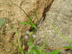 Ophisops leschenaultii