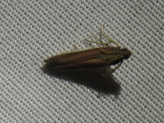 Tampa dimediatella