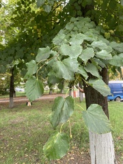 Tilia cordata