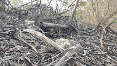 Pterostylis flavovirens
