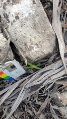 Pterostylis flavovirens