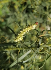 Cucullia artemisiae