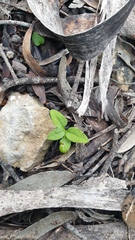 Pterostylis flavovirens