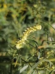 Cucullia artemisiae