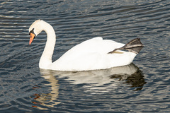 Cygnus olor