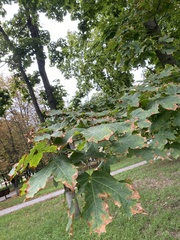 Acer platanoides