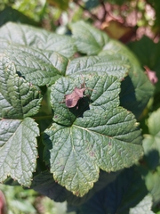 Coreus marginatus