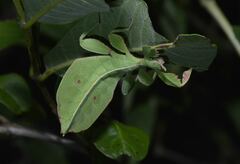 Phyllium bonifacioi