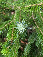 Picea jezoensis