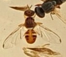 Bactrocera oleae