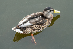 Anas platyrhynchos