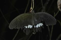 Papilio polytes ledebouria