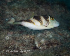 Canthigaster coronata