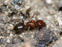 Camponotus johnsoni