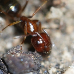 Camponotus johnsoni