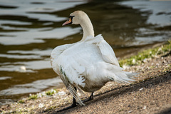 Cygnus olor