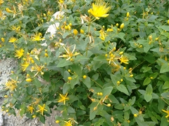 Hypericum hircinum