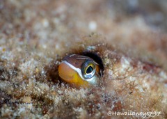 Plagiotremus goslinei