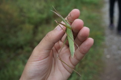 Acrida cinerea