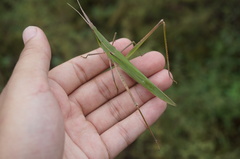 Acrida cinerea