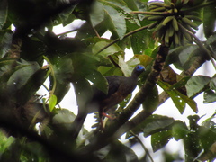 Chamaepetes goudotii