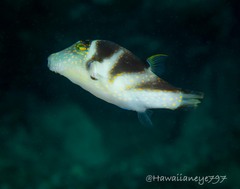 Canthigaster coronata