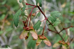 Acer glabrum diffusum