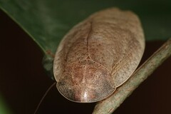 Pseudophoraspis nebulosa