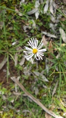 Olearia ciliata