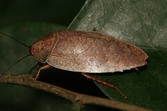 Pseudophoraspis nebulosa