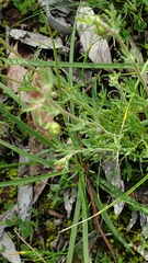 Olearia ciliata