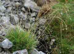 Sesleria ovata