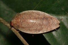 Pseudophoraspis nebulosa