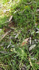 Olearia ciliata