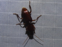 Stenomorphus californicus rufipes