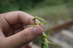 Tenodera sinensis