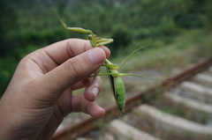 Tenodera sinensis