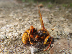 Vespa simillima xanthoptera