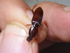 Stenomorphus californicus rufipes
